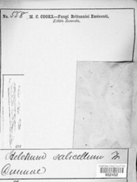 Hymenoscyphus fructigenus image